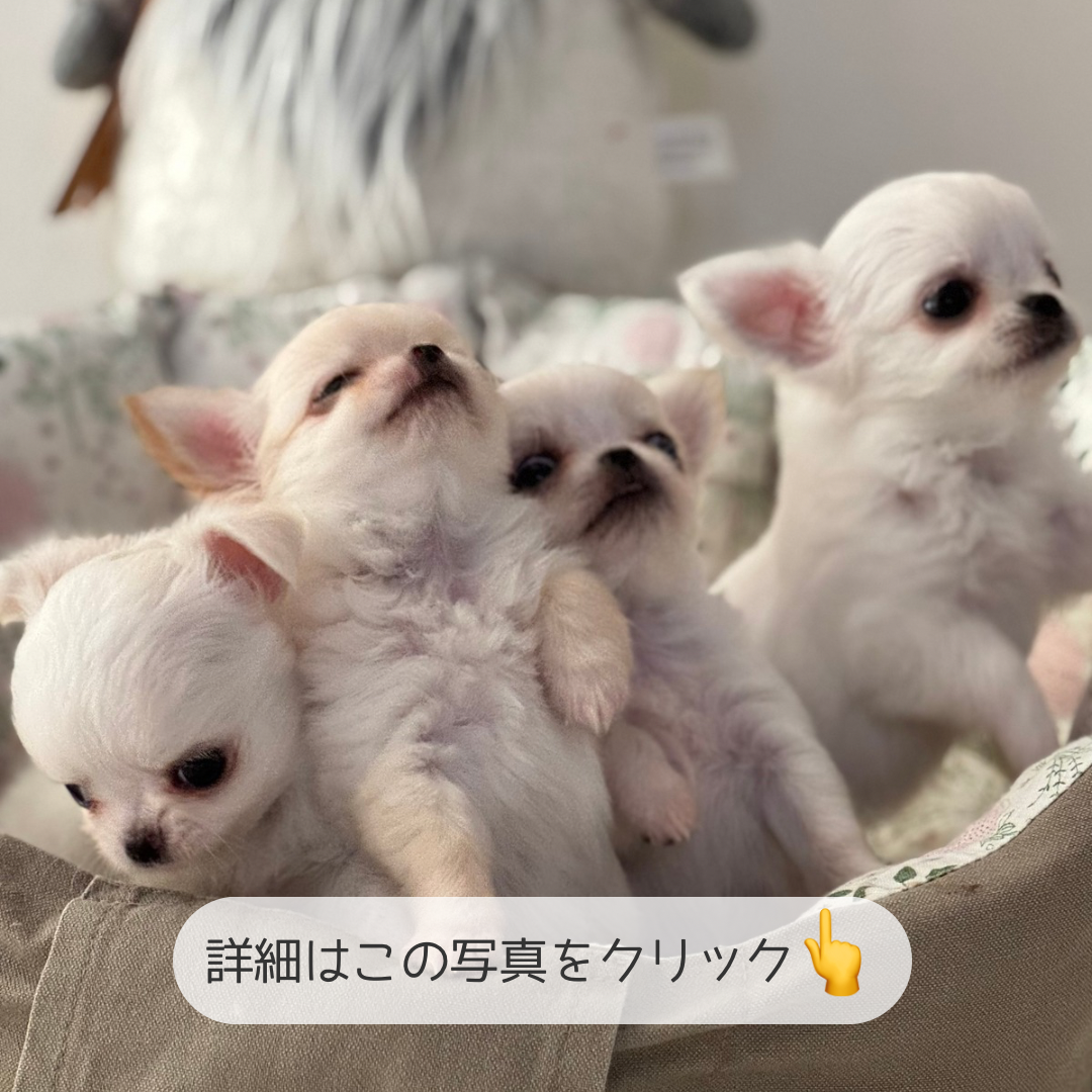 ロングコートチワワ