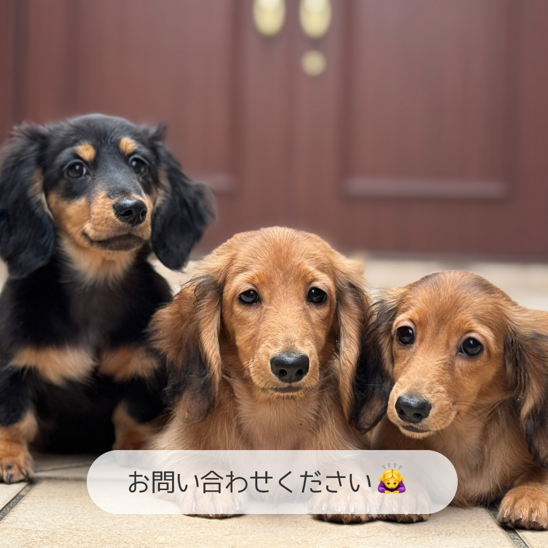 ミニチュアダックスフンド